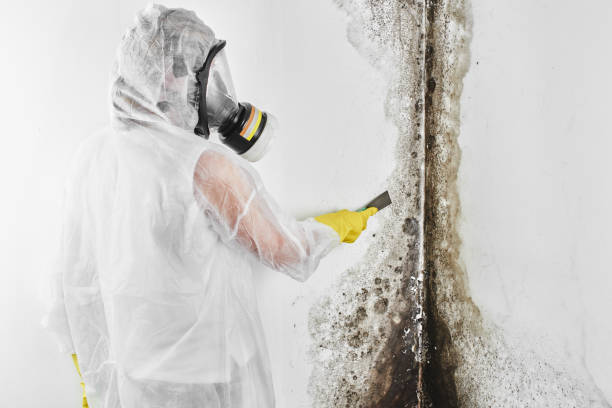 Best Residential Mold Removal  in Salem, MA
