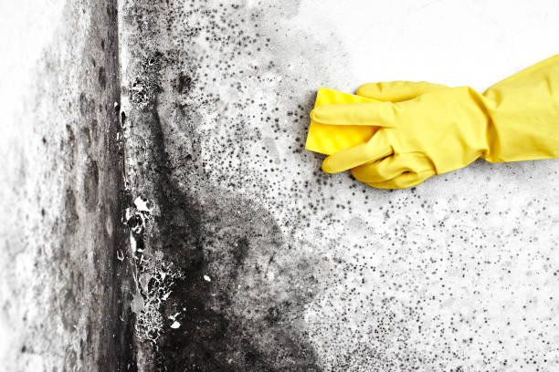 Best Professional Mold Removal  in Salem, MA