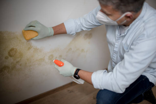 Best Attic Mold Removal  in Salem, MA
