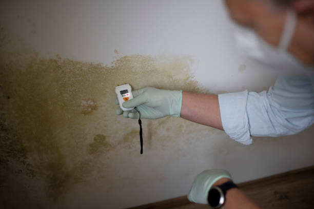 Best Commercial Mold Removal  in Salem, MA