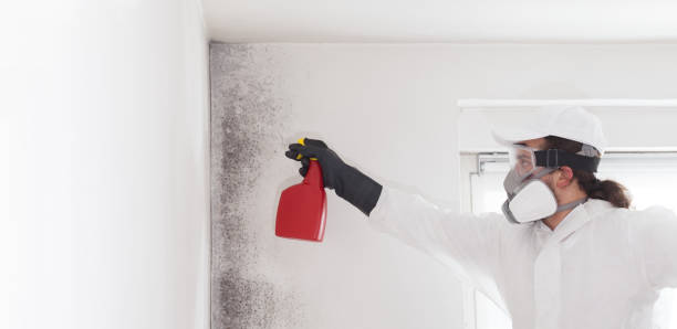 Best Black Mold Removal  in Salem, MA