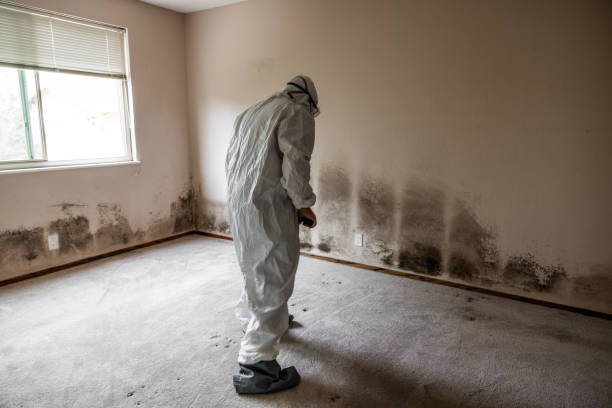 Best Mold Damage Repair  in Salem, MA