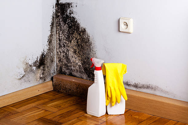 Best Crawl Space Mold Removal  in Salem, MA